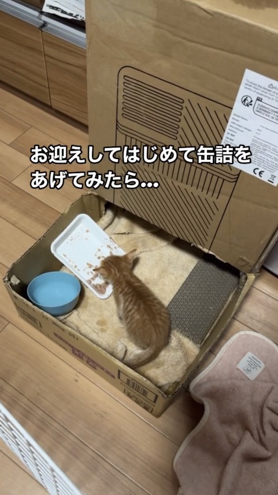 餌を食べる子猫