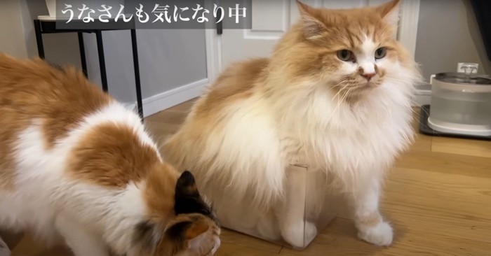 箱を眺める猫