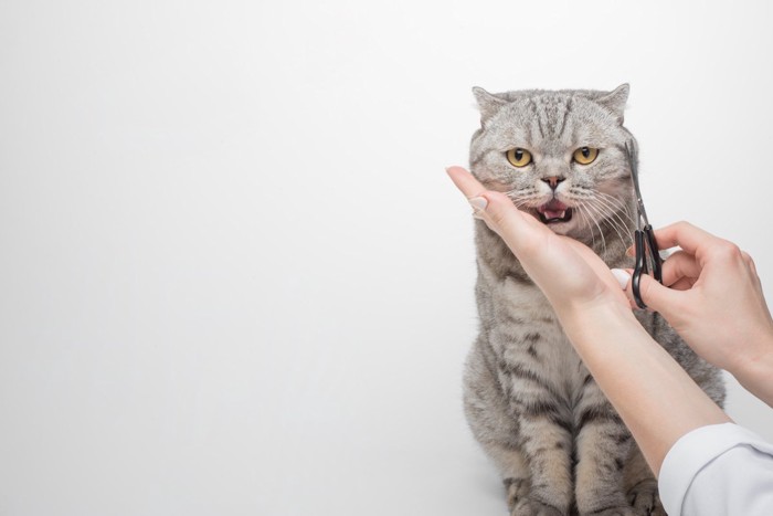 鳴く猫