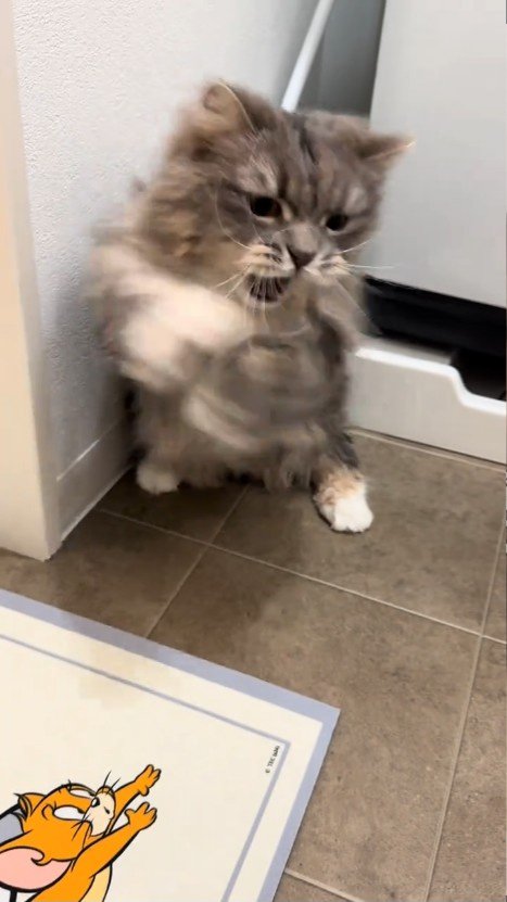 立ち上がる猫