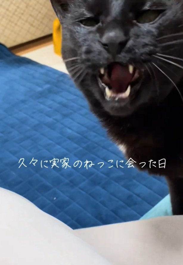 鳴くまりんちゃん