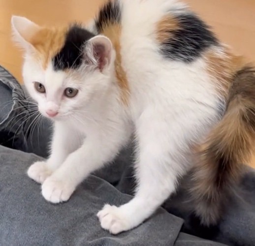 小さい頃の猫