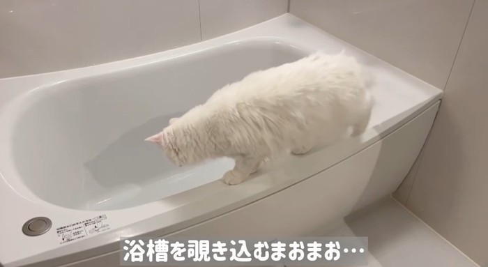 お風呂を覗き込む猫