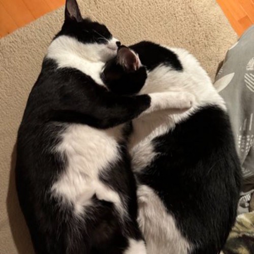 白黒猫の肩に腕を回して眠るハチワレ猫