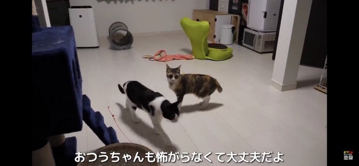 二匹の猫