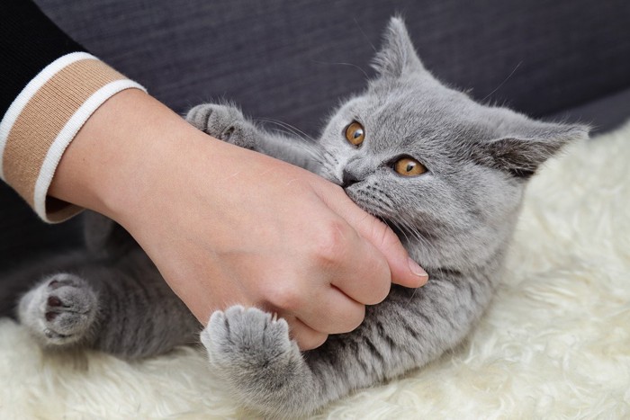 飼い主さんの手に噛みつく猫