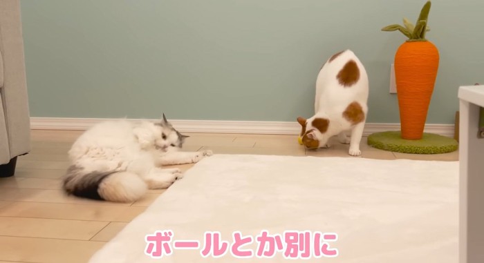 横たわる猫