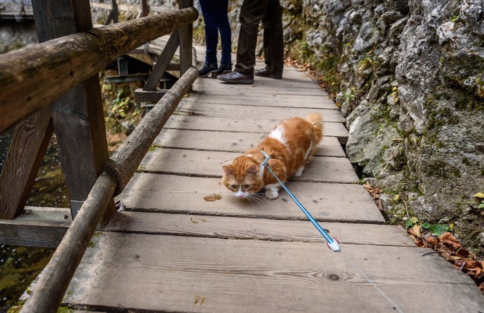 歩くのを嫌がるハーネスをつけた猫