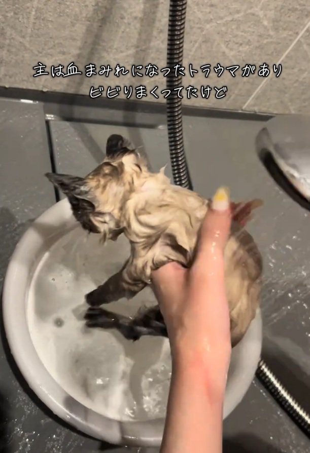 抱っこされる子猫