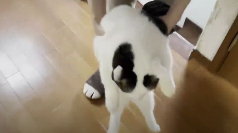 持ち上げられている猫