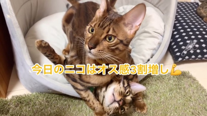 上の方を向く猫