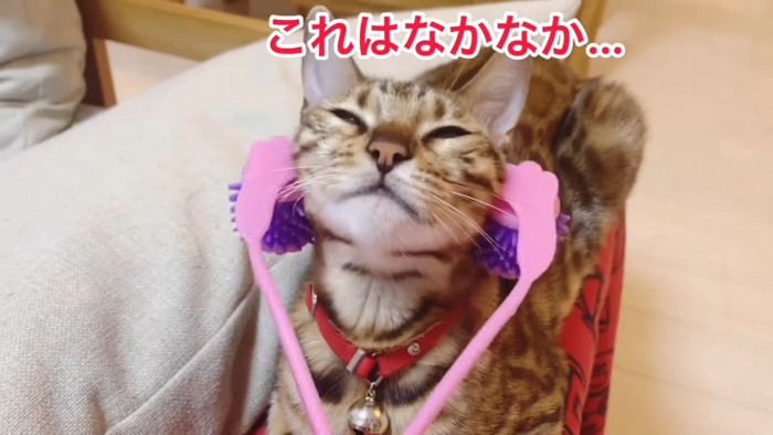 赤い首輪の猫