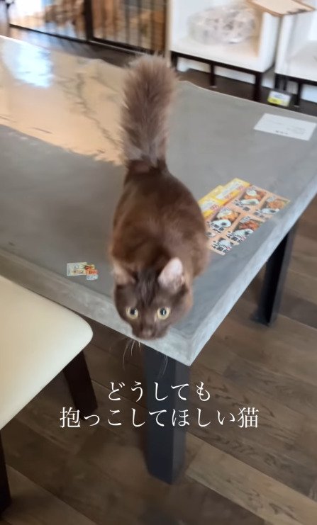 テーブルから飛ぼうとする猫