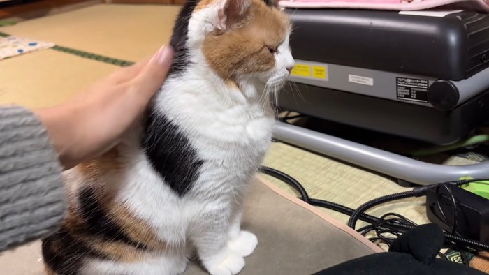 なでられる猫