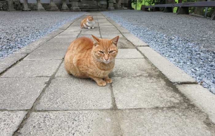 石畳に座っている茶トラ