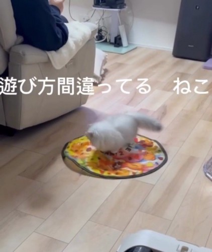 自動猫じゃらしの動きに合わせて回るミヌエット