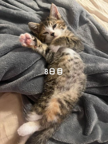 仰向けの猫