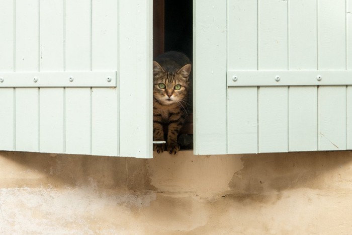 フランスの猫