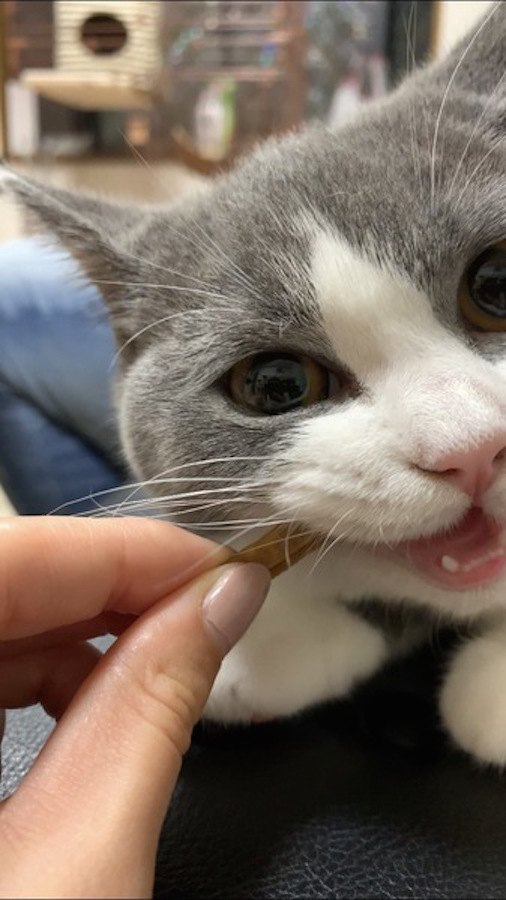 飼い主からおやつをもらっている猫