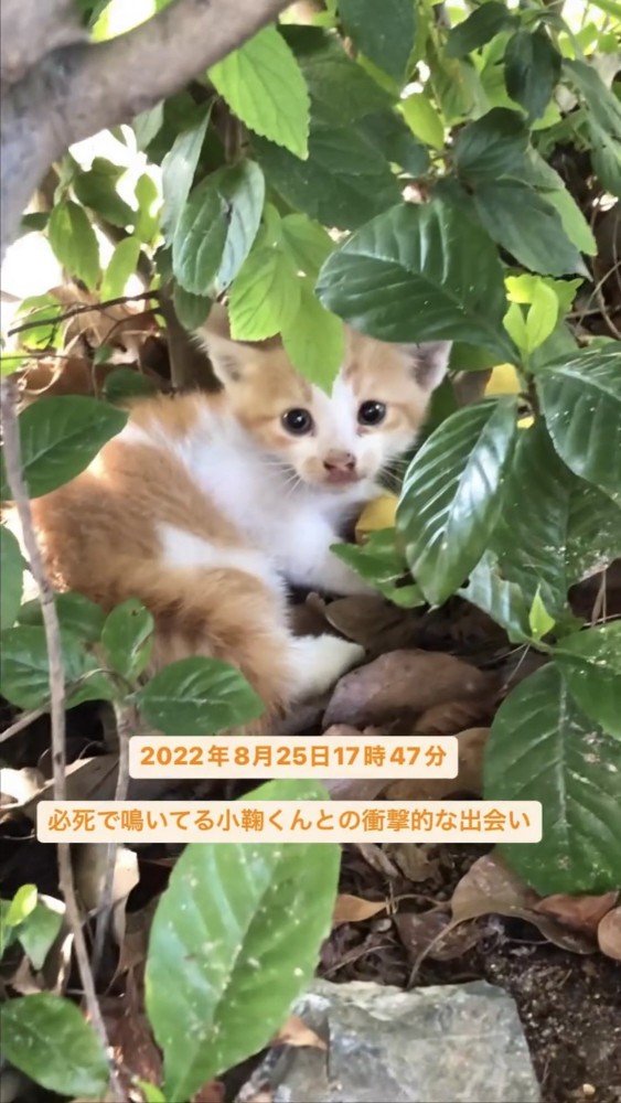 自然の中にいる子猫