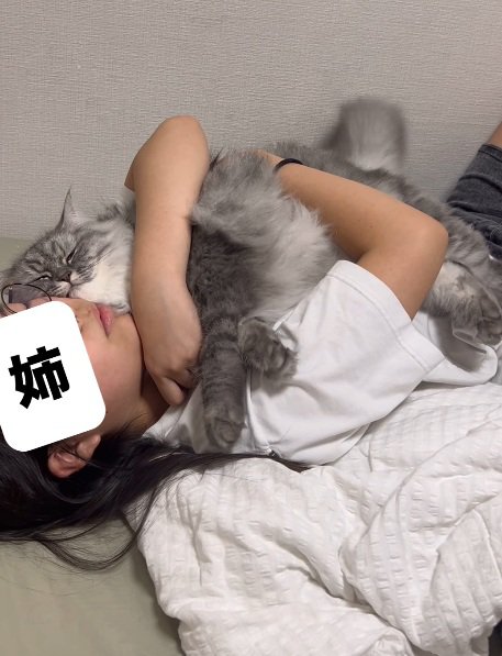 しっぽを振る猫