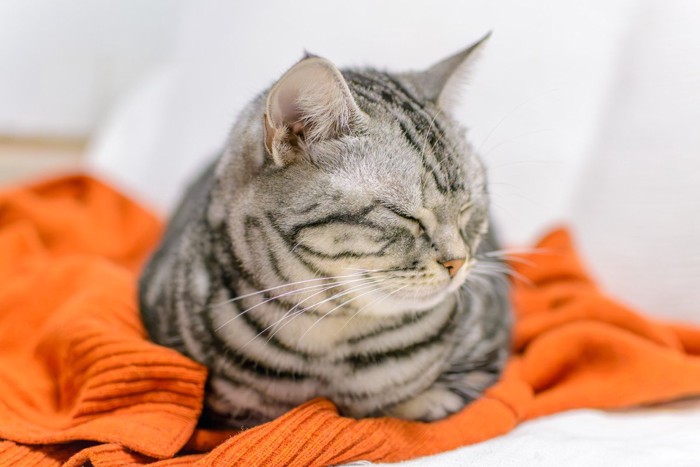 飼い主の服の上がお気に入りの猫