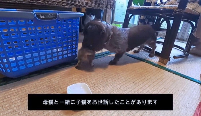 子猫の匂いを嗅ぐまろちゃん