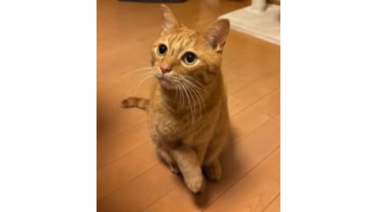 室内にいる猫
