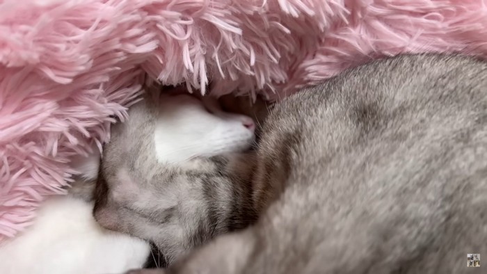 猫のアップ