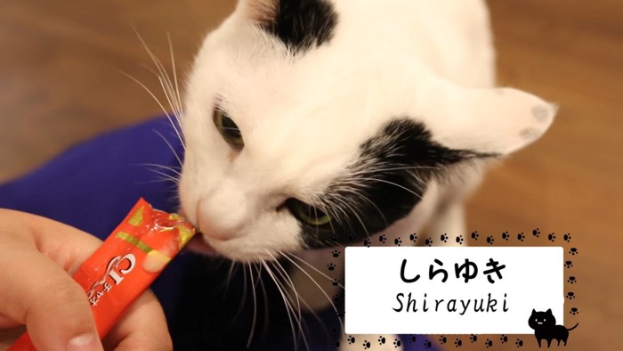 おやつを食べる白黒の猫