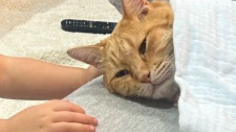 寝ている猫