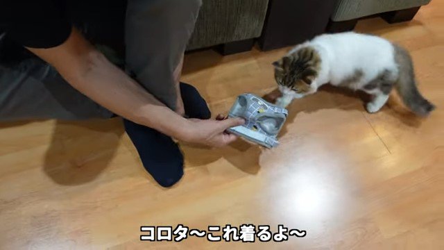 差し出されたハーネスを見る猫