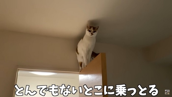 扉の上に立つ猫