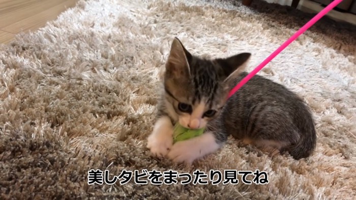 猫じゃらしで遊ぶ子猫