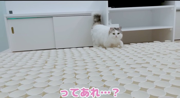 歩いている猫