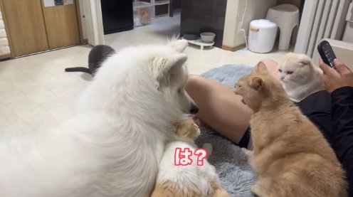 左から2番目にいる猫に威嚇する茶色猫