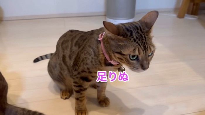 イカ耳の猫