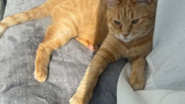 室内にいる猫