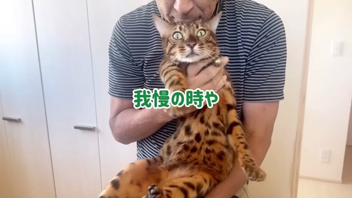 抱っこされる目を見開いた猫