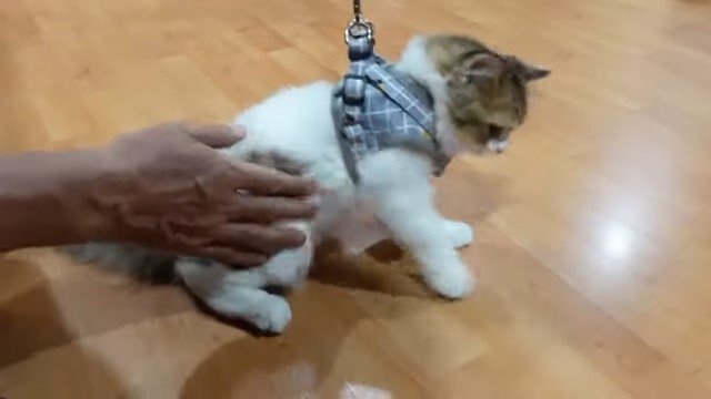 リードをつけた猫