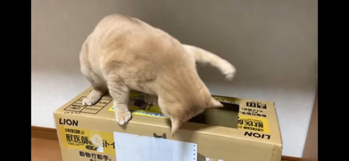 猫パンチ