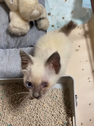 見上げる子猫