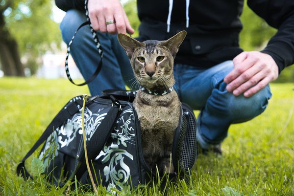 リードハーネスにつながれた猫