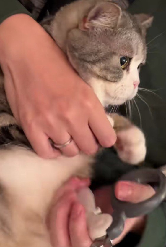 爪を切られる猫