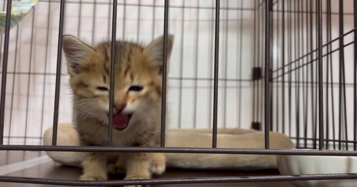 ケージの中の子猫