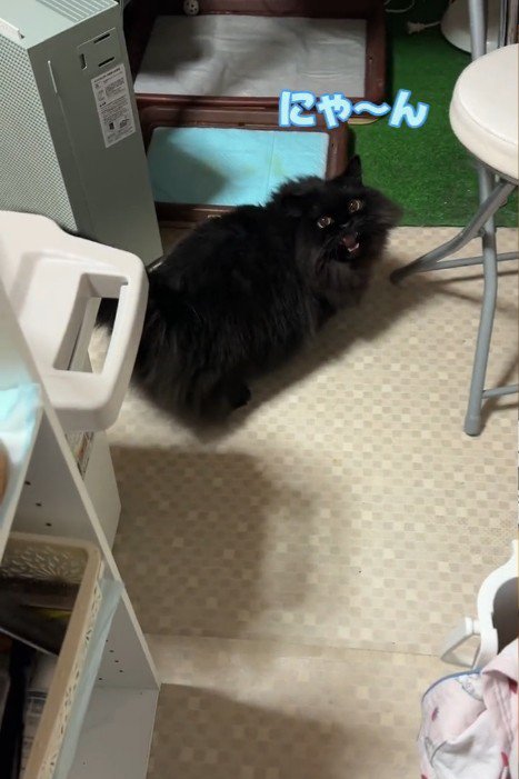 振り向く猫