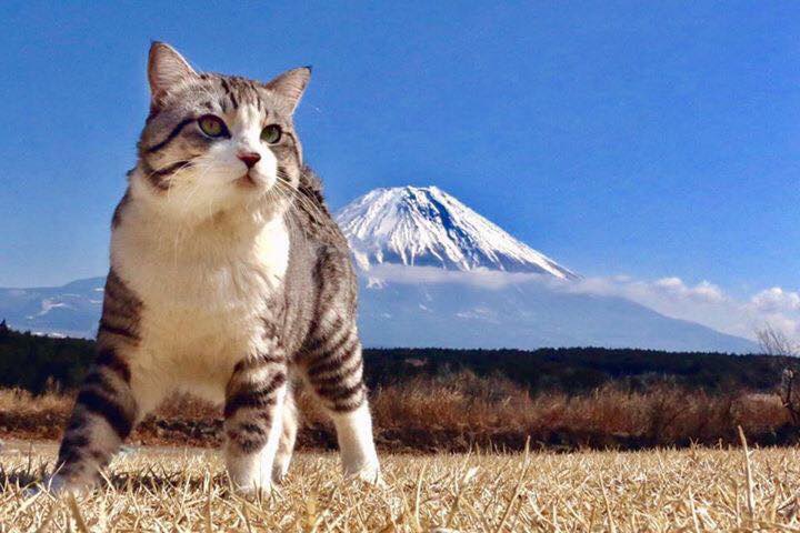 富士山前のニャン吉