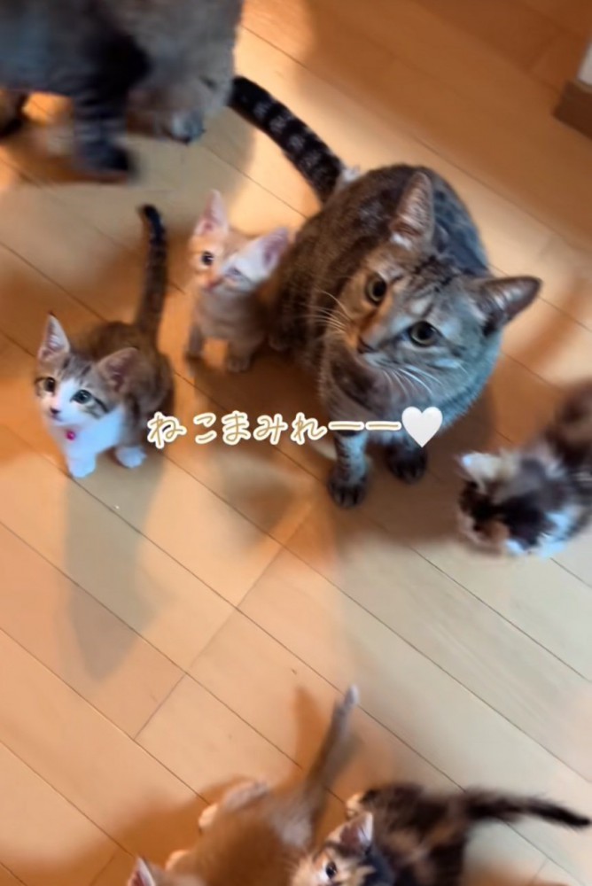 集まる猫たち