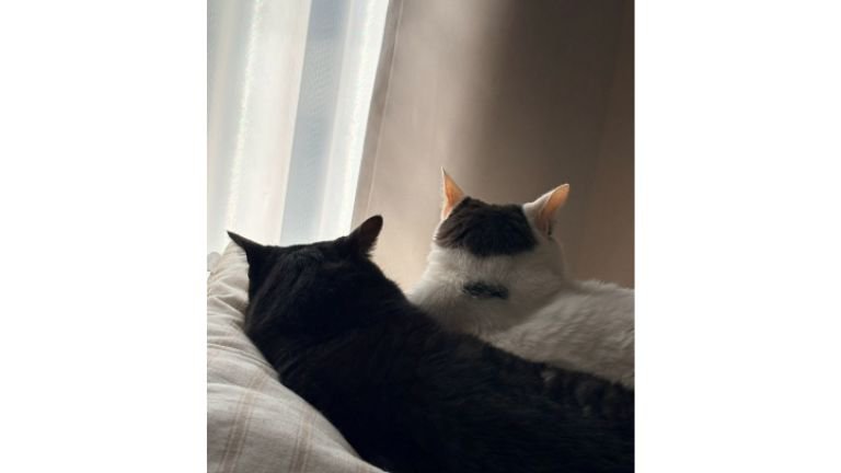室内にいる猫たち