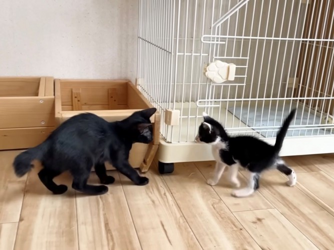 尻尾をあげて黒猫に対峙する子猫
